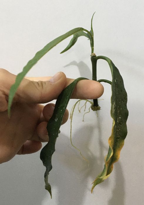 Hoya hoja lockii rośnie