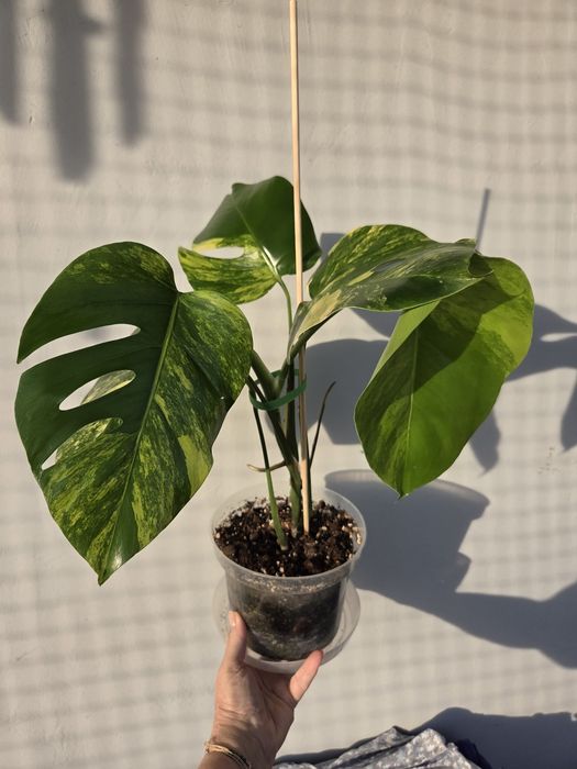Monstera Aurea Marmorata
