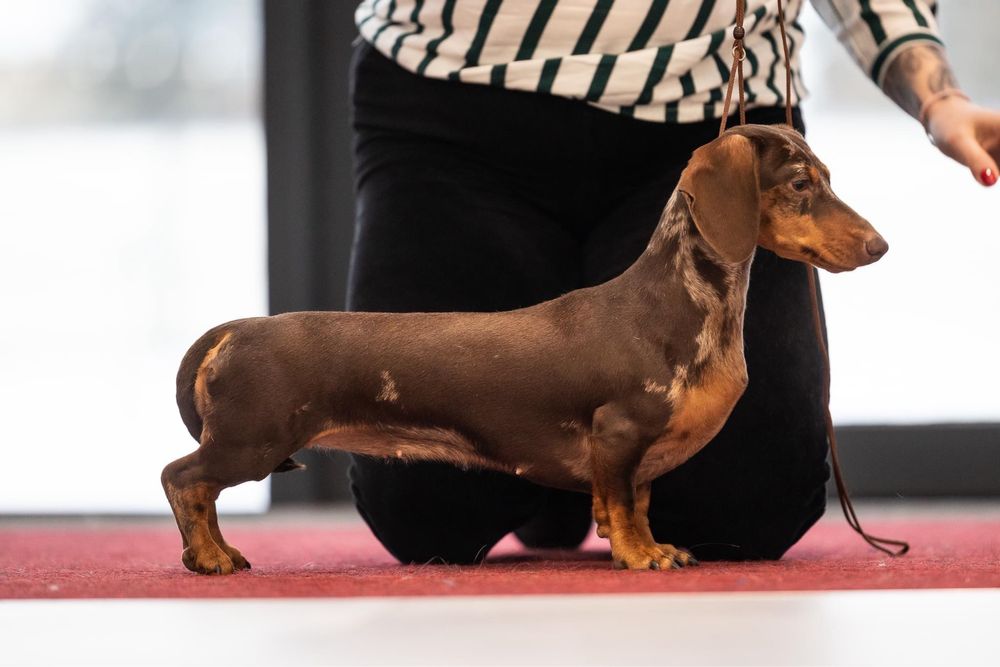 Jamnik Miniaturowy Krótkowlosy