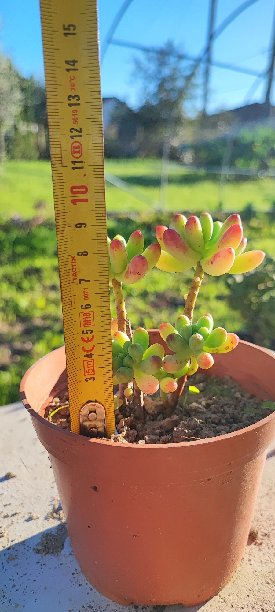 Planta suculenta