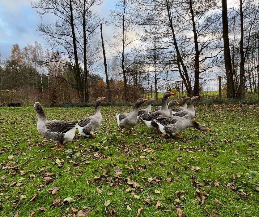Sprzedam gęsi landes