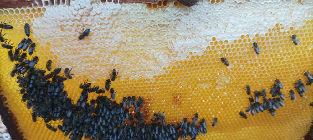 Мед смачний натуральний