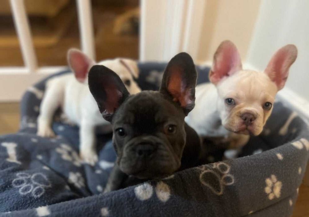 Щенки французского бульдога 2,5 месяца с прививками! Готовы к переезду