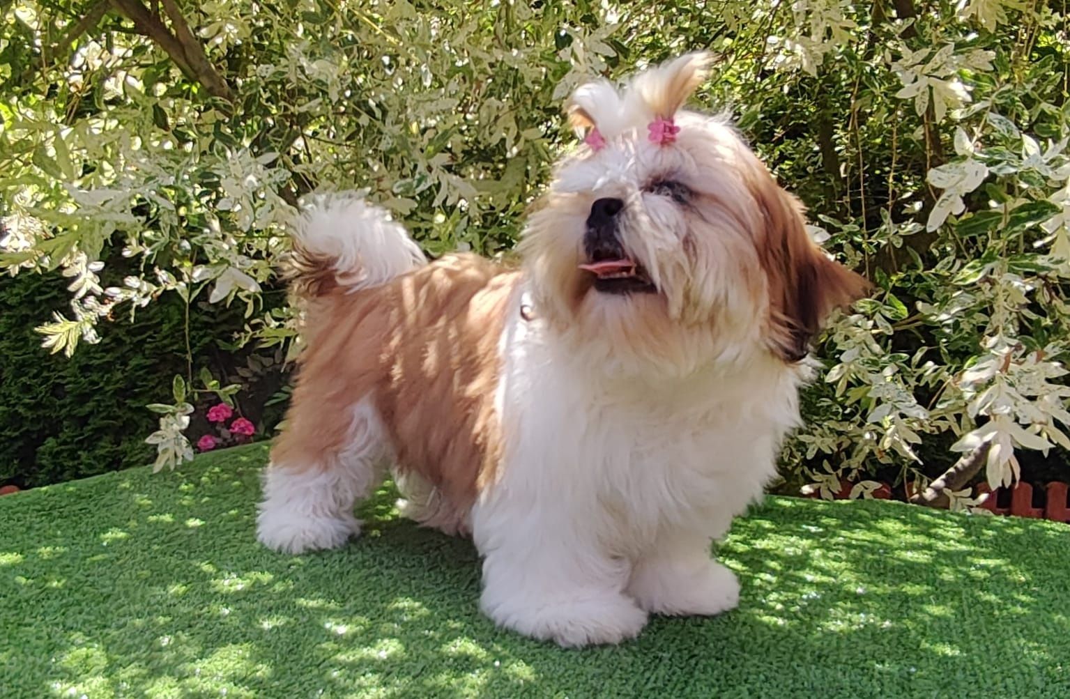 Shih Tzu suczka z metryką ZKwP FCI