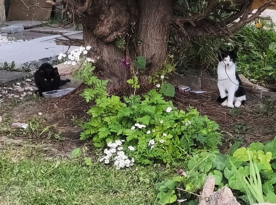 Oddam kotki w dobre ręce