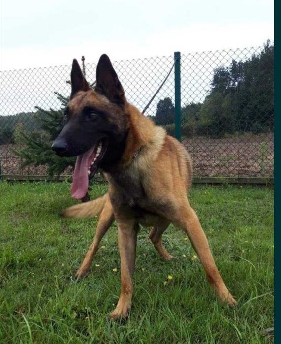 Owczarek Belgijski Malinois szczeniaki
