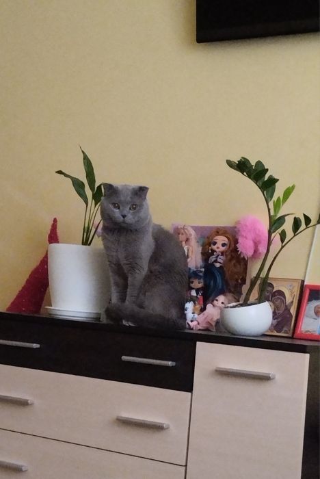 Вязка з котиком Скоттіш фолд