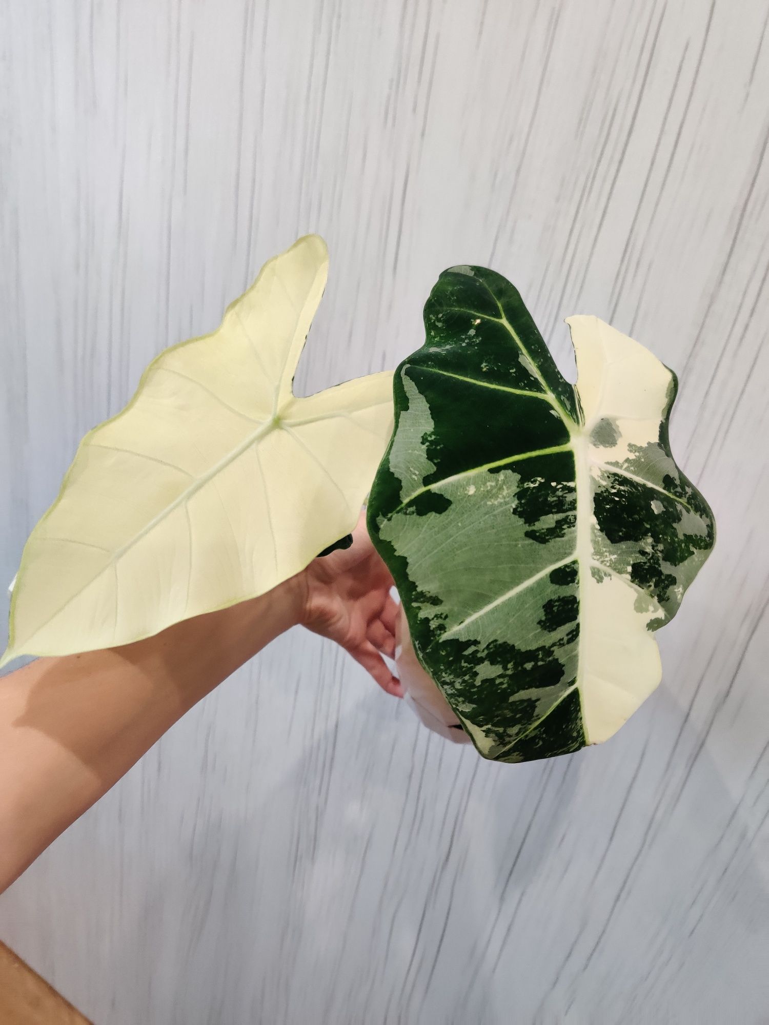 Alocasia frydek Variegata