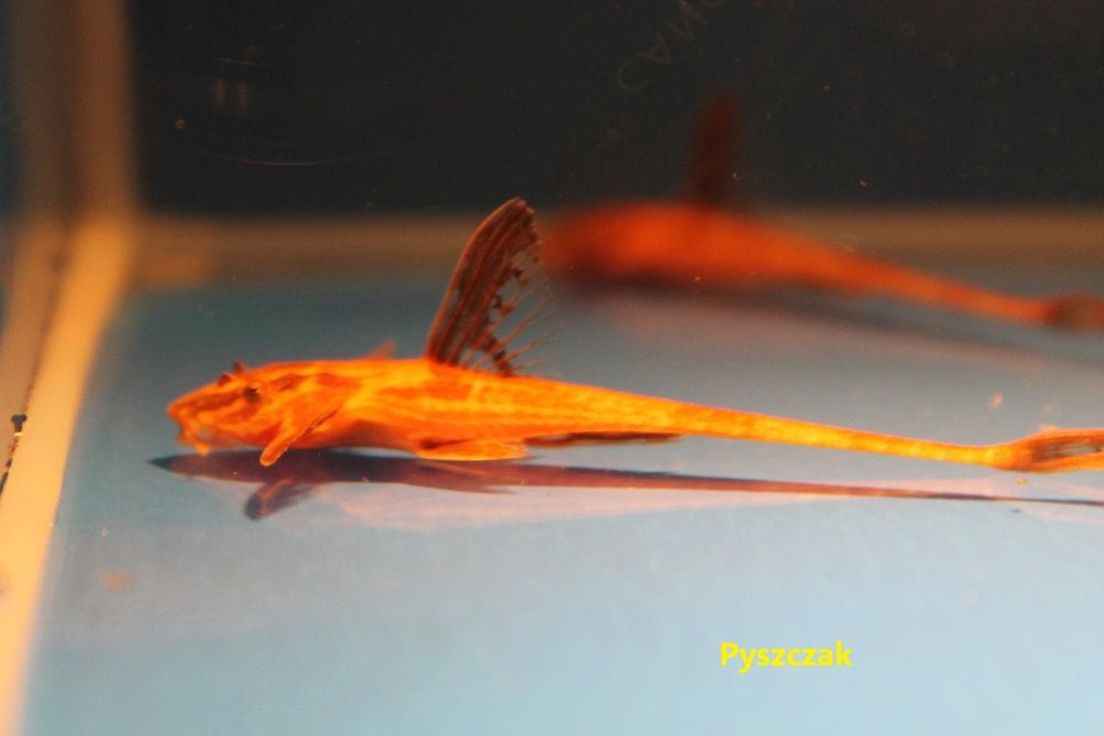 Loricaria Red