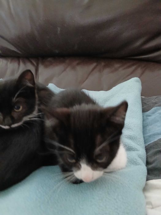 Gatinhos muito meigos