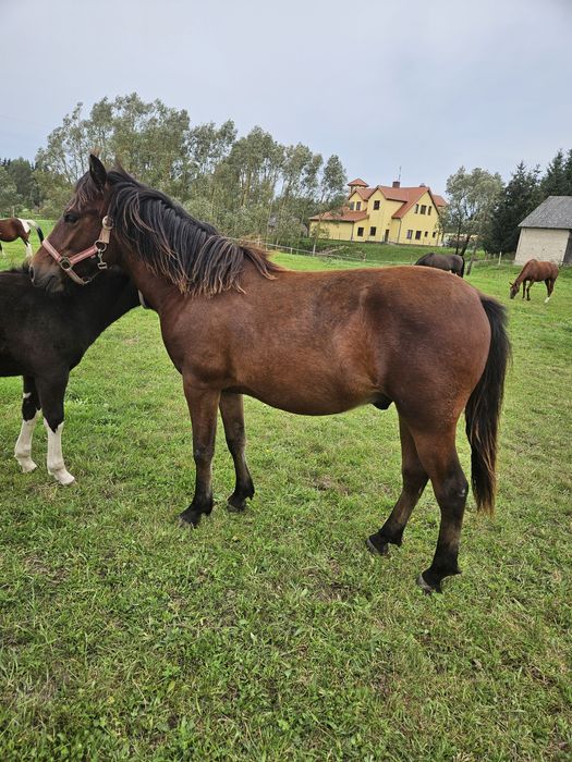 Wałach huculski misiowaty