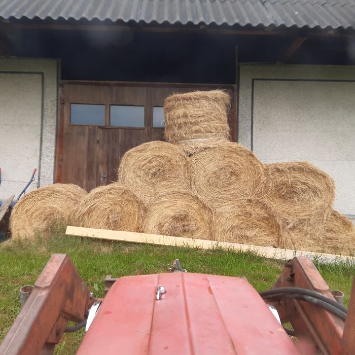 Siano suche Bele 120x150