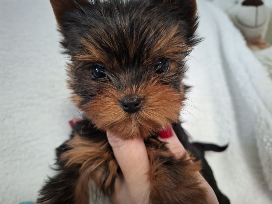 York śliczny piesek Fokus