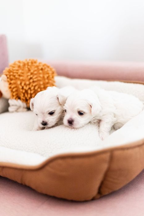 Maltańczyk z rodowodem i chipem - rezerwacja