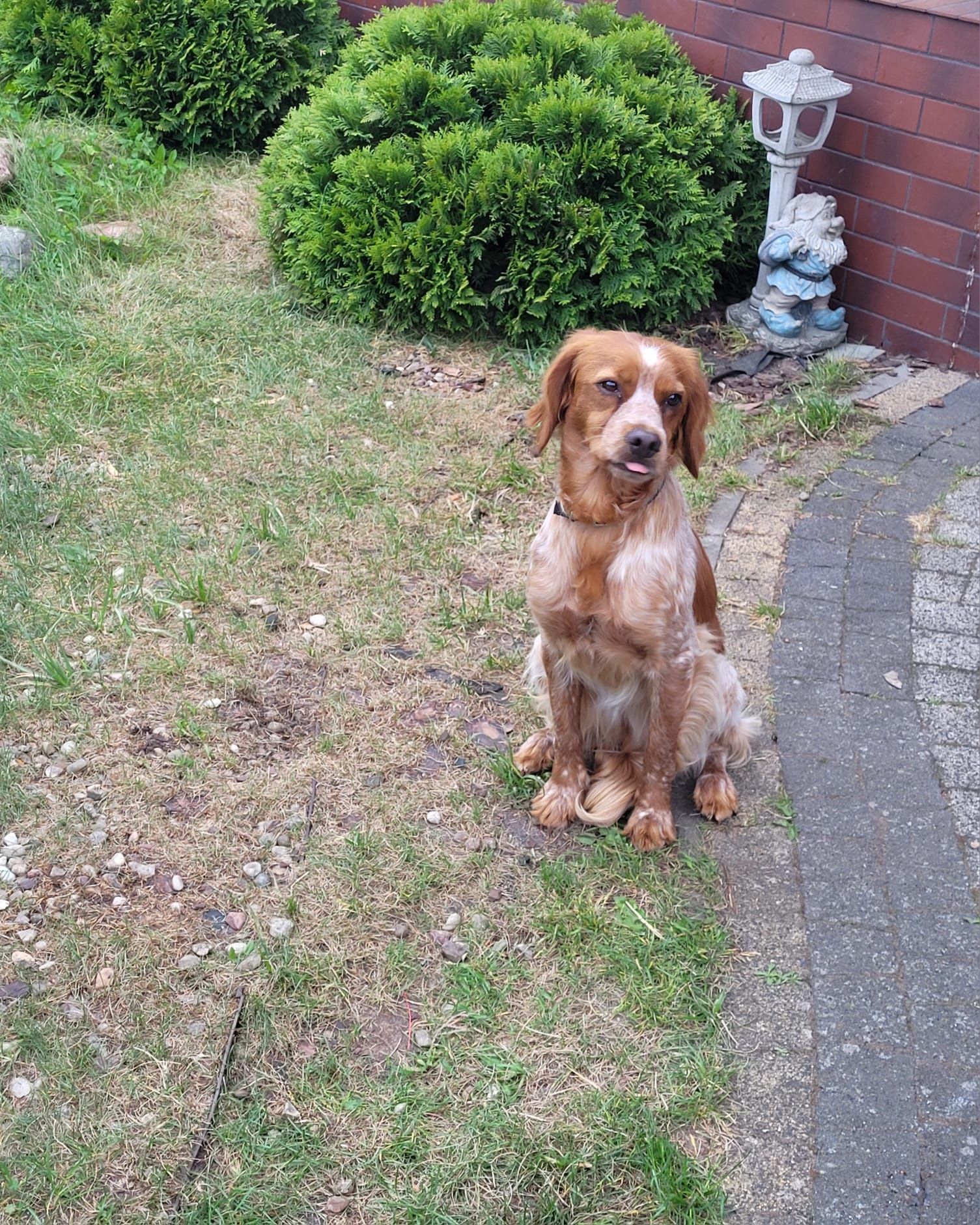 Spaniel Bretoński (Epagneul Breton)FCI