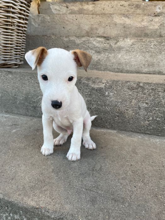 Szczeniaki szukają domu !