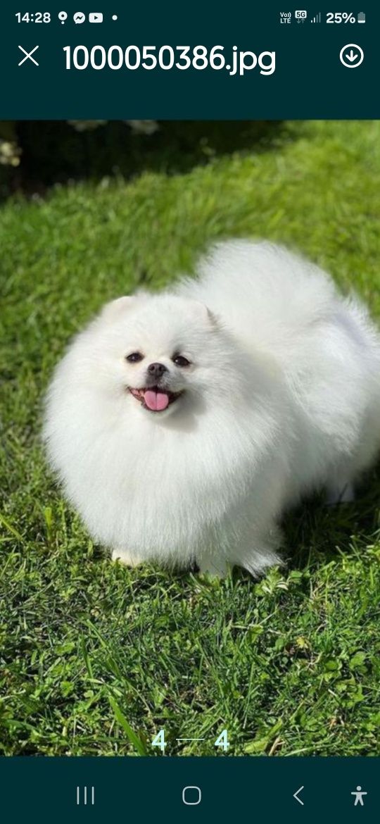 Pomeranian bialy mis boo przepiekny  FCI
