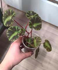 Begonia cleopatrae