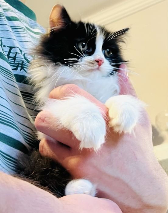 Munchkin kotka długie łapki .Jedyna taka !!! PZF Rodowód .