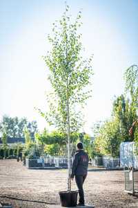 Brzoza pożyteczna 'Doorenbos'/ Betula utilis 'Doorenbos'