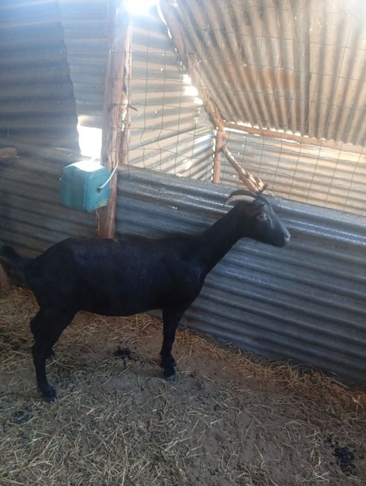 Vendo cabra murciana 3 anos