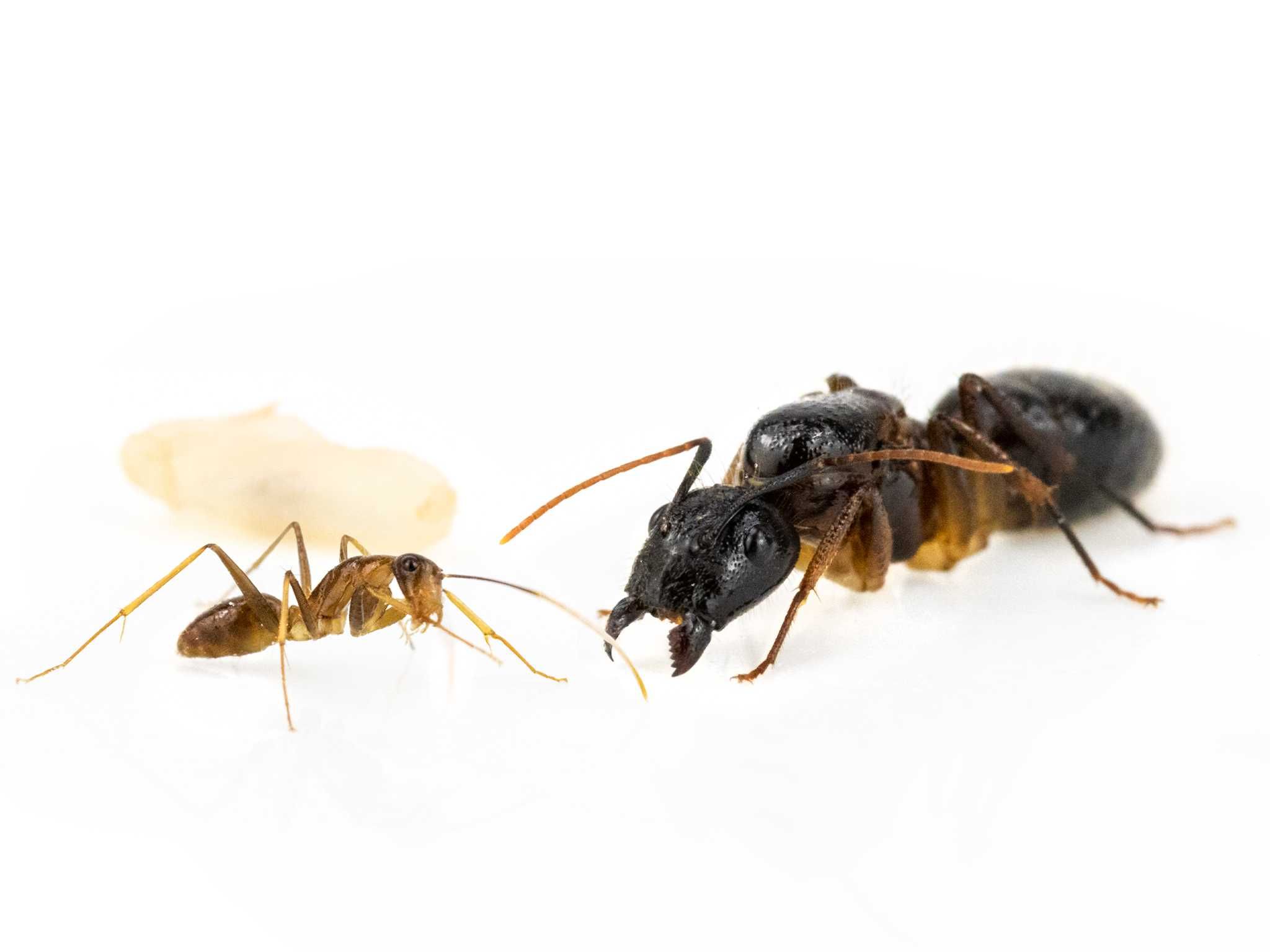 Экзотические муравьи Camponotus pseudoirritans формикарий