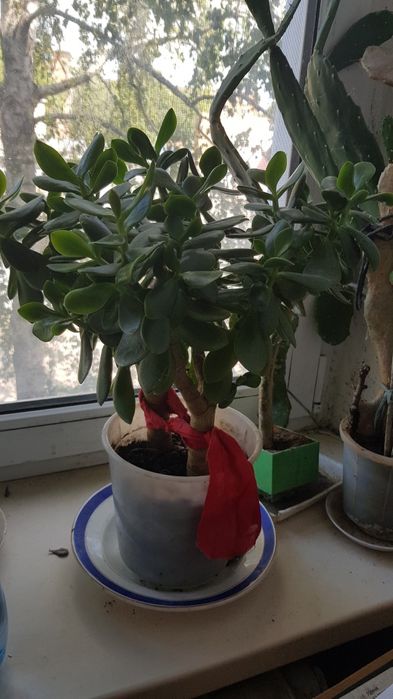 Грошове дерево, денежное дерево,толстянка