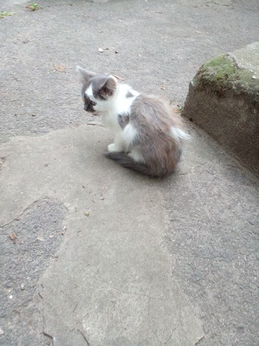 Пушистые, веселые, здоровые котята.