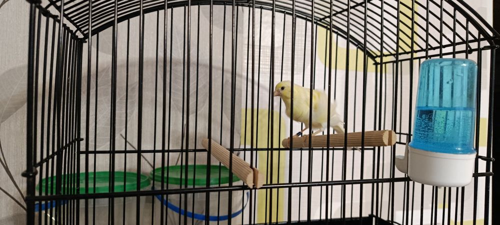 Kanarek Samiczka Fiorino