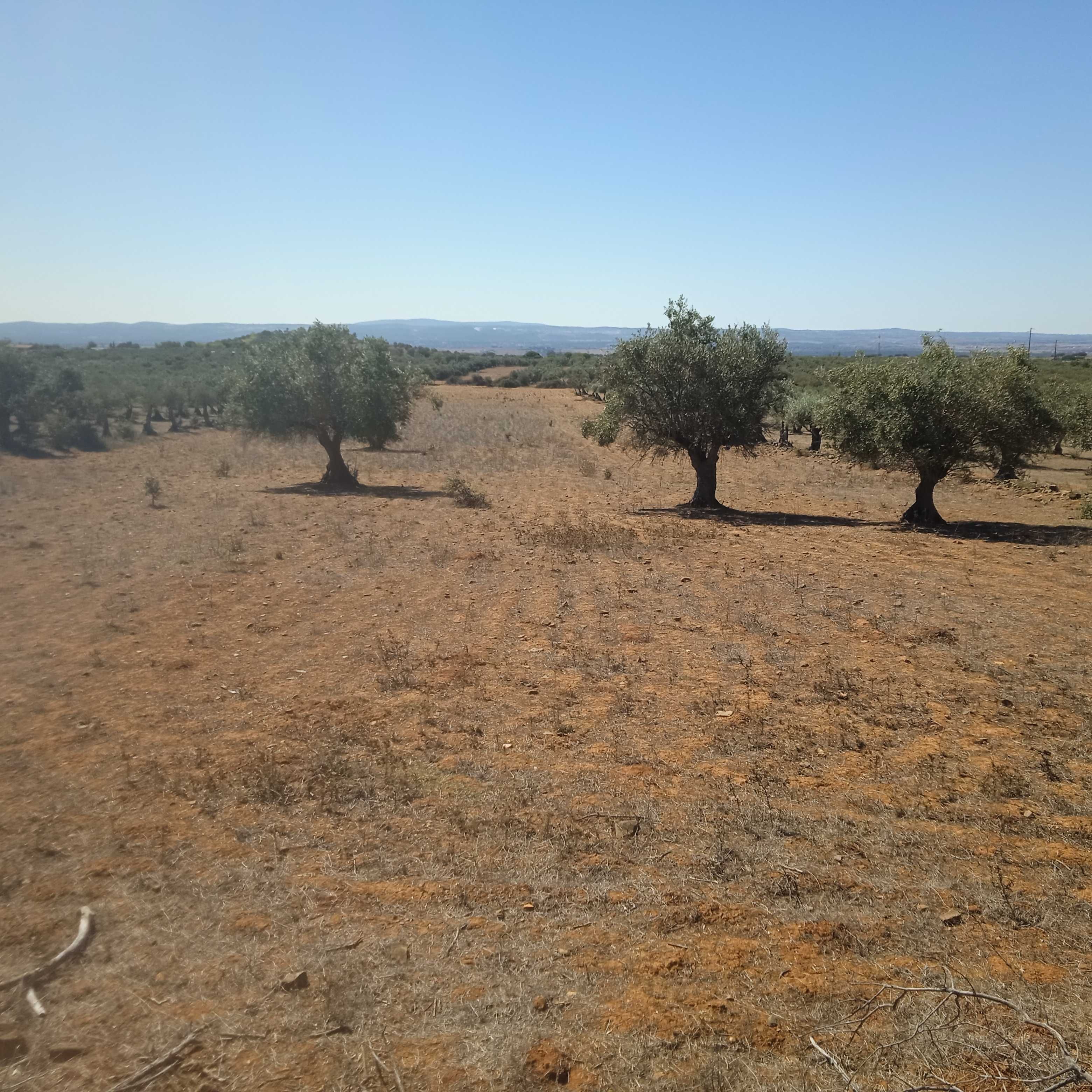 Propriedade/terreno em Vila Boim