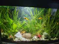 Akwarium 40l z roślinkami i rybkami