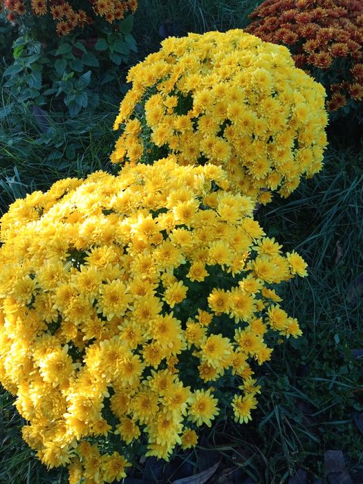 Chryzantemy drobnokwiatowe