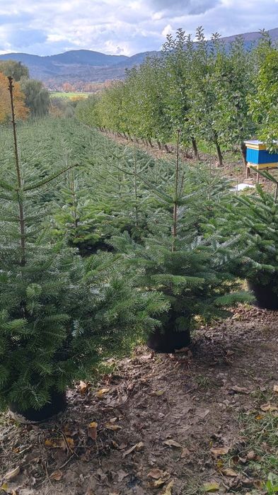 Choinki świąteczne -  jodła kaukaska