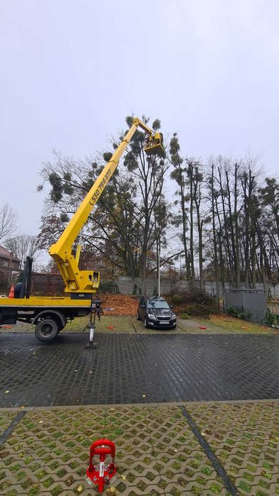 Wycinka przycinka nasadzenia drzew pielęgnacja ogrodów Gliwice