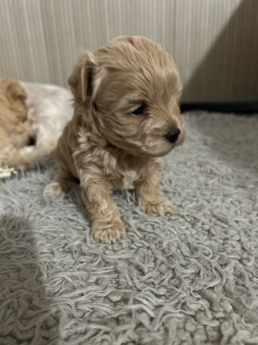 Maltipoo urocza sunia do rezerwacji
