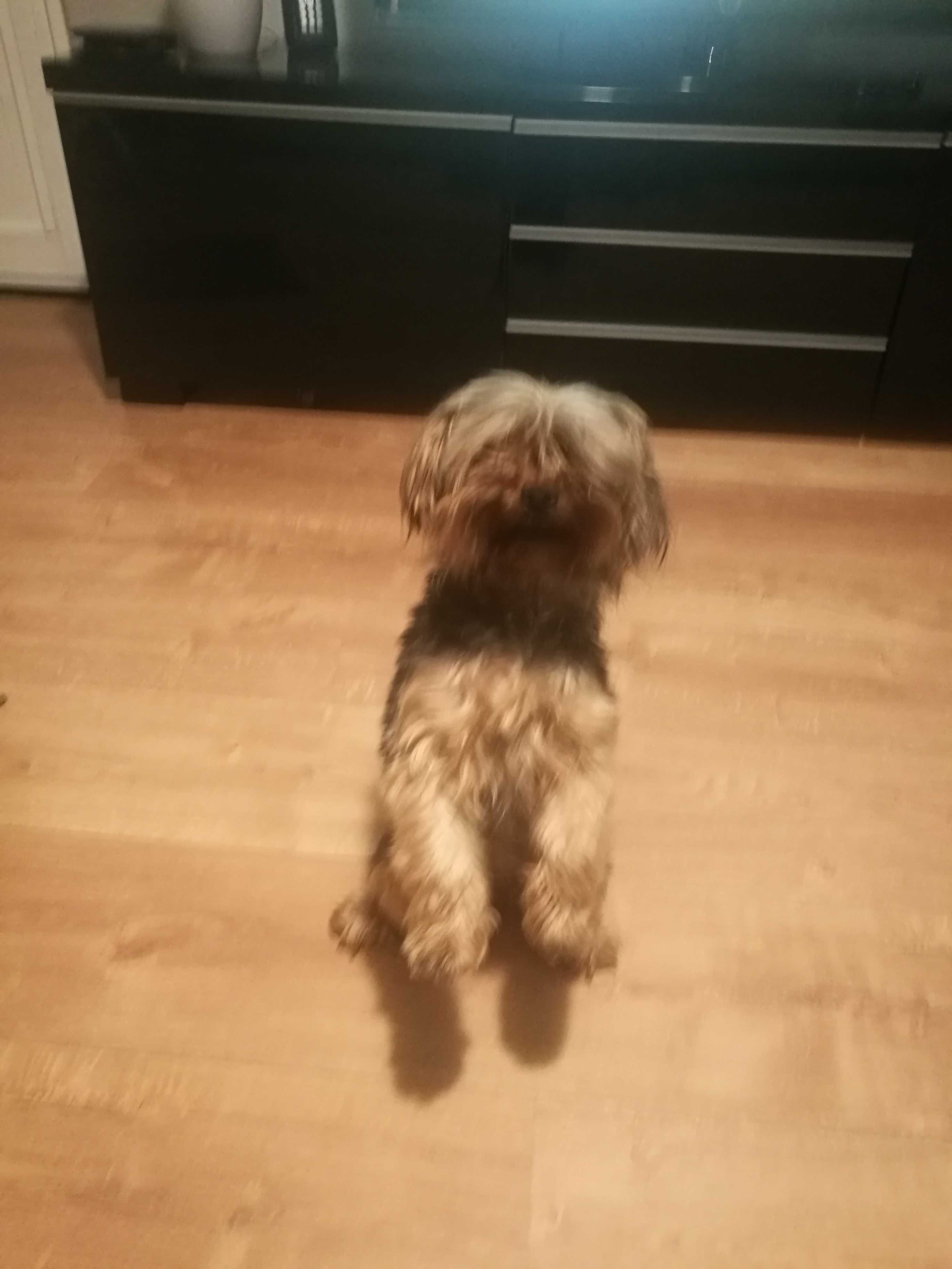 Treino para Cães / Dogs Training  (1a sessão grátis)