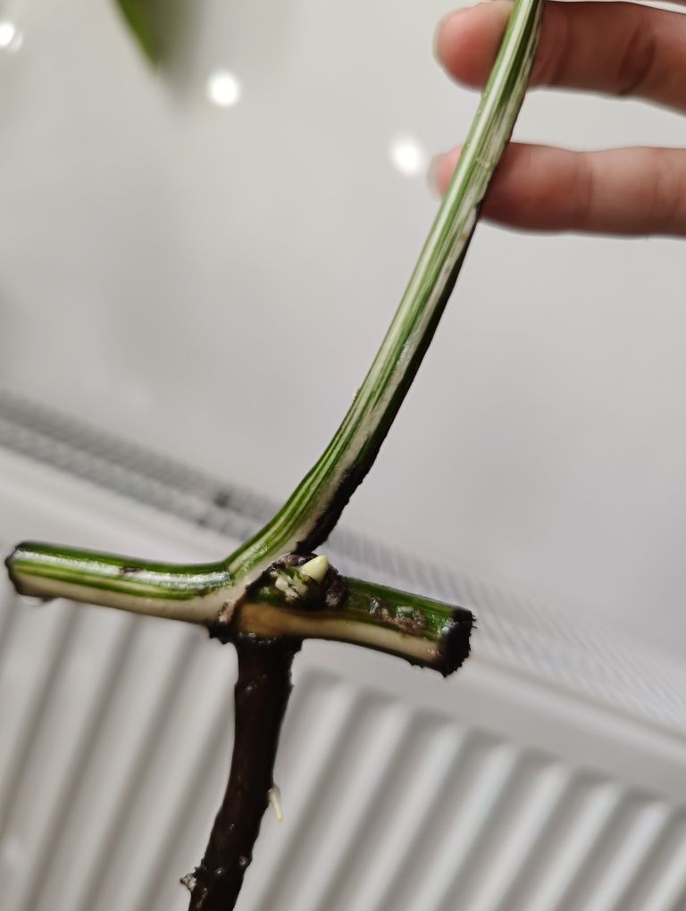 Monster deliciosa, monstera variagate liść pędówka