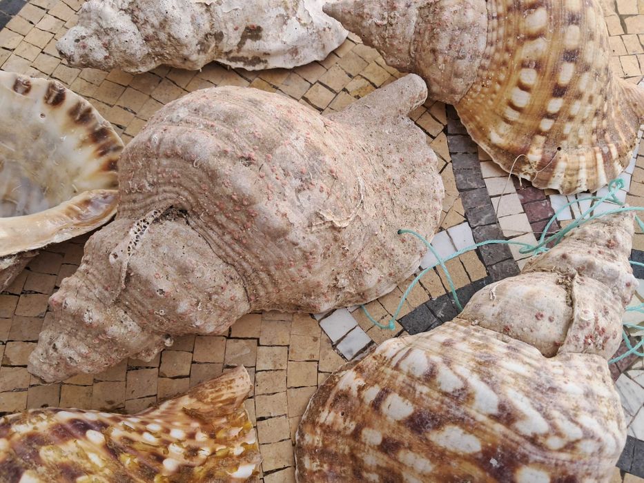 Búzios do mar vazios