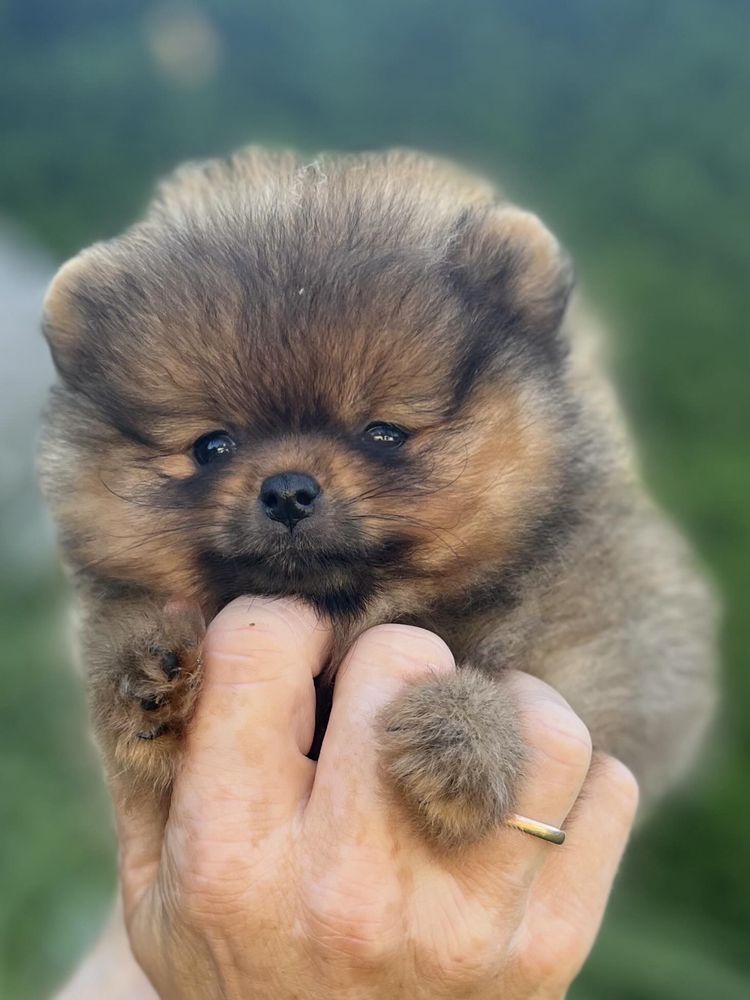 Szpic miniaturowy Pomeranian