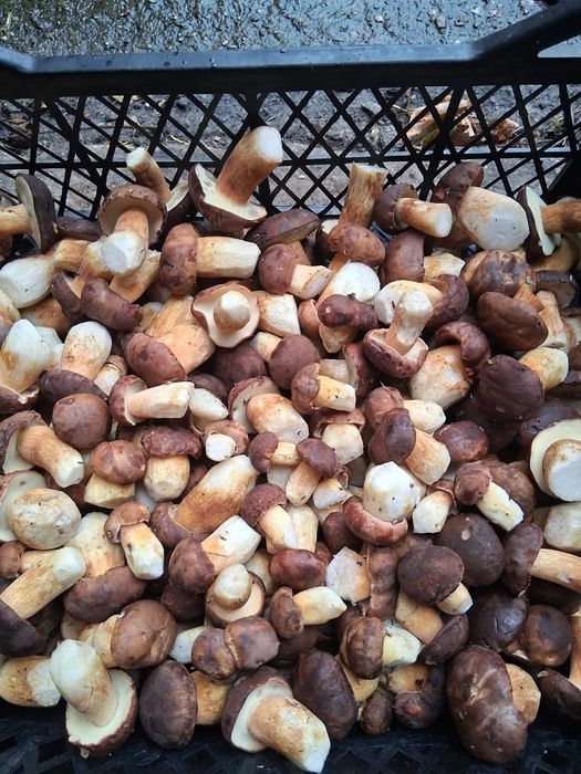 Podgrzybki świeże dzisiaj zbierane do słojka