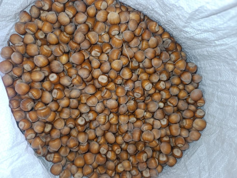 Продам горіхи оптом