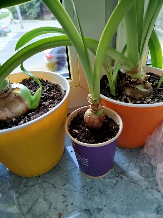 Гиппеаструм Клоун *Clown*, *Apple Blossom* , *Dancing Queen*