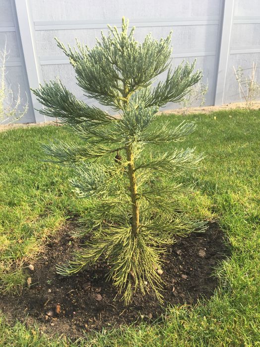 Mamutowiec olbrzymi - drzewo iglaste