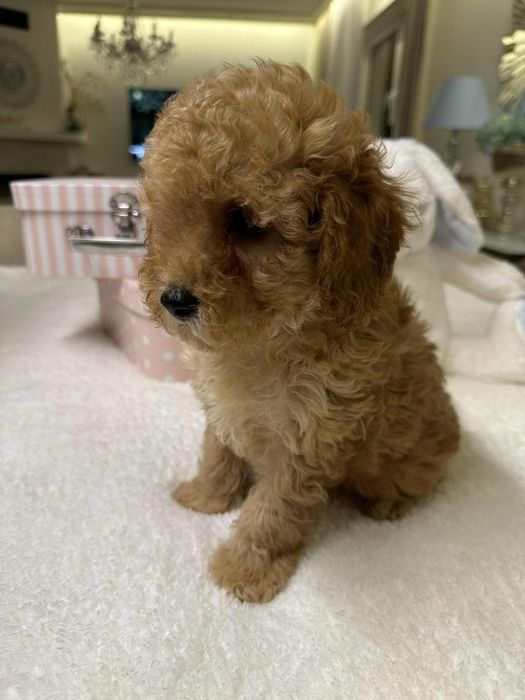 Przesliczny chlopiec Pudel miniatura płowy