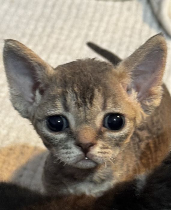Devon Rex kotka niebieska