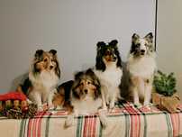 Owczarek Szetlandzki Sheltie