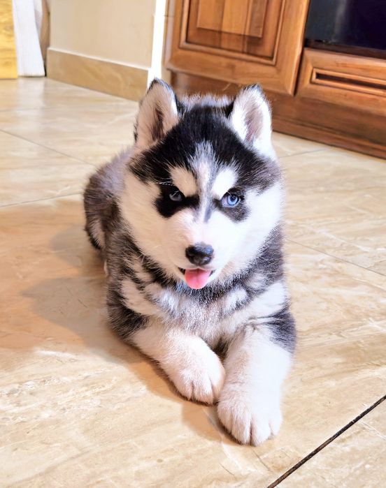 Szczeniak Siberian Husky rodowód ZKwP FCI Champion Puppy Pedigree