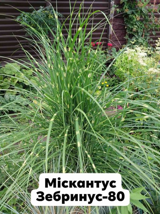 Багаторічні садові рослини