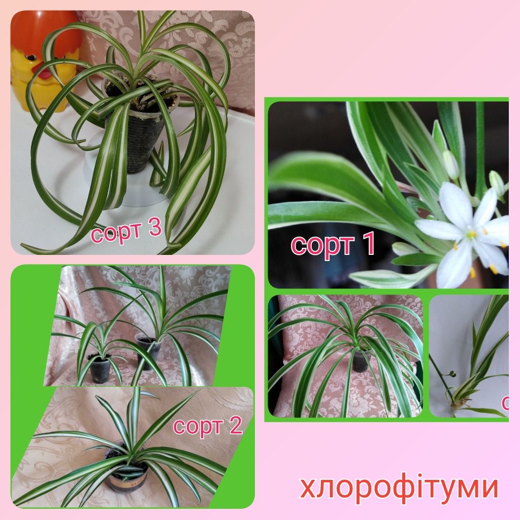 Пеперомия клеродендрум  тидея кислицы  хлорофитум сингониум сциндапсус