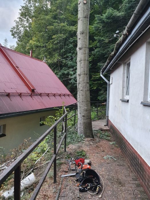 Tanio,wycena gratis.Wycinka drzew trudnych,uslugi mulczerem  wgłębnym,